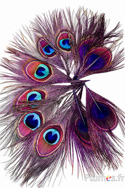 Pfau blau - 13-18 cm - aubergine